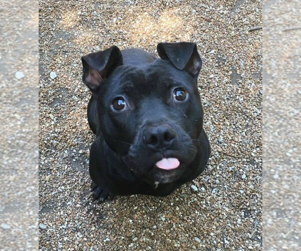 Medium Photo #1 American Pit Bull Terrier Puppy For Sale in Godfrey, IL, USA