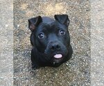 Small American Pit Bull Terrier