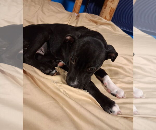 Medium Photo #3 Mutt Puppy For Sale in Brooklyn Center, MN, USA