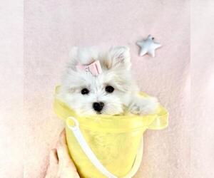 Maltese Puppy for sale in NAPLES, FL, USA