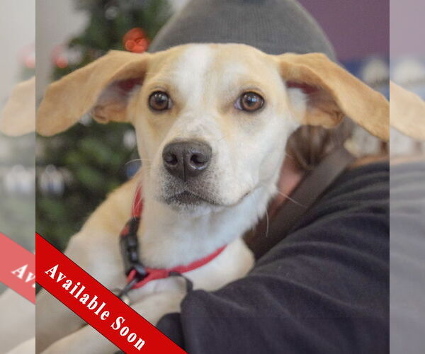 Medium Photo #1 Beagle-Italian Greyhound Mix Puppy For Sale in Huntley, IL, USA