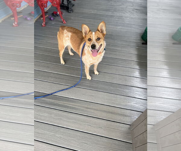 Medium Photo #4 Mutt Puppy For Sale in Overland Park, KS, USA