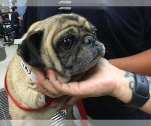 Pug Dogs for adoption in Riverside, CA, USA