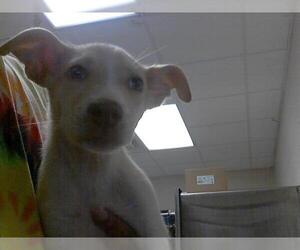 Labrador Retriever-Unknown Mix Dogs for adoption in Fayetteville, NC, USA