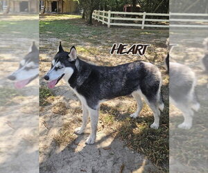 Nika - Female Siberian Husky Dog for Adoption - Photo #3