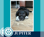 Small #4 Labrador Retriever Mix