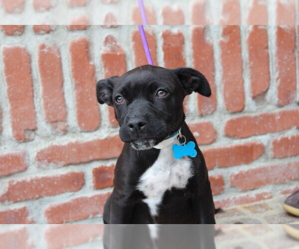 Medium Photo #7 Chihuahua-Unknown Mix Puppy For Sale in Marina Del Rey, CA, USA