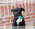 Small #6 Chihuahua Mix