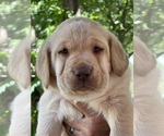 Puppy Drk Yellow Male Labrador Retriever