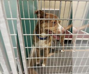 German Shepherd Dog-Unknown Mix Dogs for adoption in Texas City, TX, USA