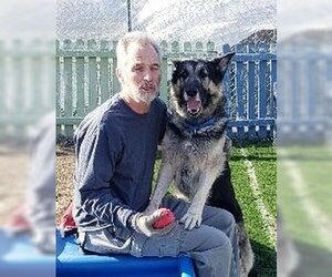 Bear - Male German Shepherd Dog Dog for Adoption - Photo #2