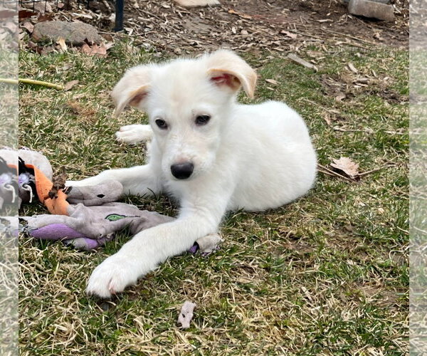 Medium Photo #3 Great Pyrenees-Unknown Mix Puppy For Sale in Croydon, NH, USA