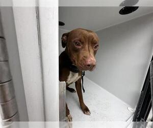 Mutt Dogs for adoption in Houston, TX, USA