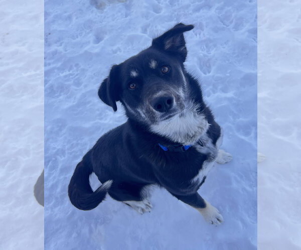 Medium Photo #7 Siberian Husky-Unknown Mix Puppy For Sale in Webster, WI, USA