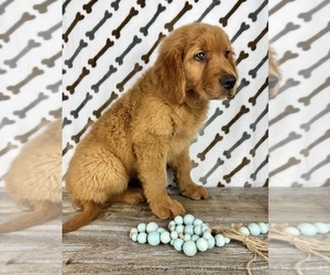 Golden Retriever Puppy for sale in INDIANAPOLIS, IN, USA