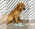 Small Golden Retriever