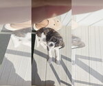 Small #7 BoShih