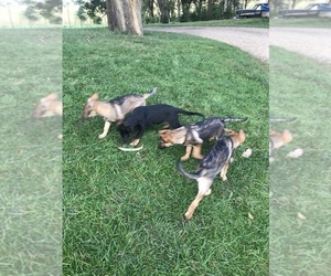 German Shepherd Dog Puppy for sale in MARION, SD, USA