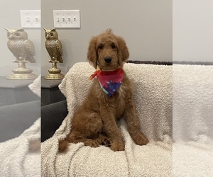 Goldendoodle Puppy for sale in CLARKSVILLE, TN, USA