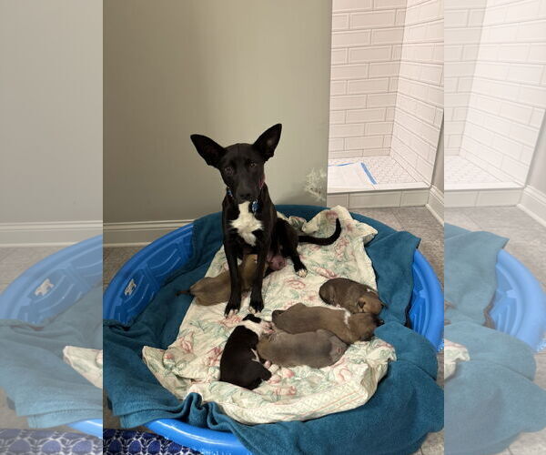 Medium Photo #6 Mutt Puppy For Sale in Minneapolis, MN, USA