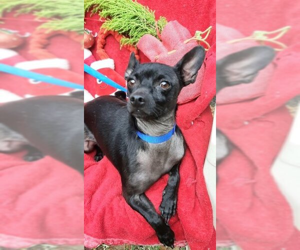 Medium Photo #4 Jack Chi Puppy For Sale in Missouri City, TX, USA