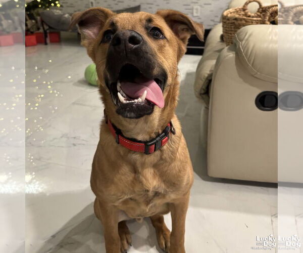 Medium Photo #2 Mutt Puppy For Sale in Washington, DC, USA