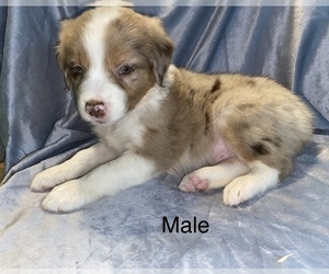 Australian Shepherd Puppy for sale in BEECH GROVE, IN, USA