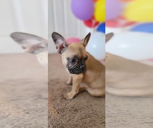 French Bulldog Puppy for sale in TAMPA, FL, USA