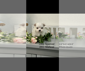 Maltese Puppy for sale in NILES, MI, USA