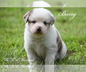 Australian Shepherd Puppy for sale in EASTON, MO, USA