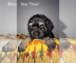 Puppy Theo Cockapoo (Miniature)