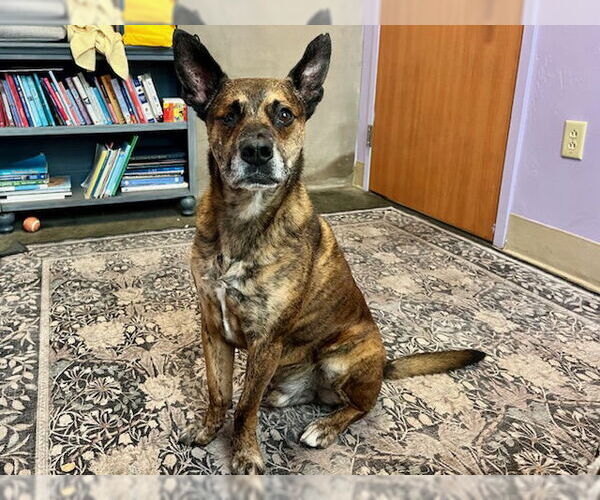 Medium Photo #1 Mutt Puppy For Sale in Santa Cruz, CA, USA