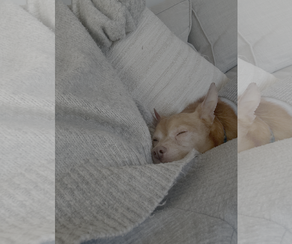 Medium Photo #2 Chihuahua-Unknown Mix Puppy For Sale in Plainfield, IL, USA