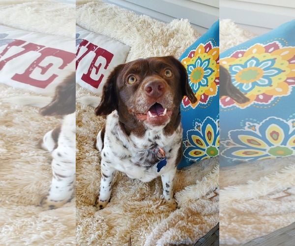 Medium Photo #1 Mutt Puppy For Sale in Fenton, MO, USA