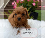 Small #2 Cavapoo
