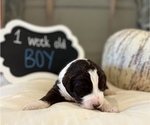 Small Photo #5 Aussiedoodle Puppy For Sale in FRANKLINTON, LA, USA