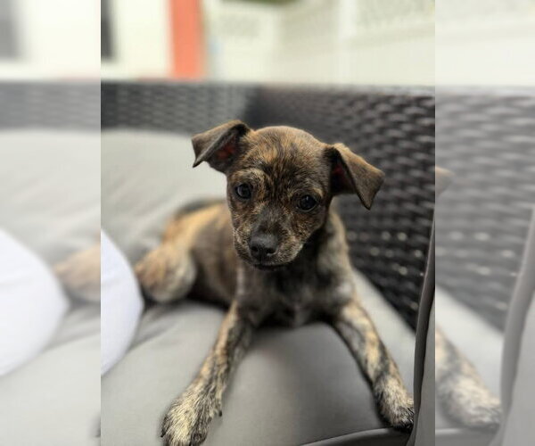 Medium Photo #2 Chihuahua-Unknown Mix Puppy For Sale in Royal Palm Beach, FL, USA
