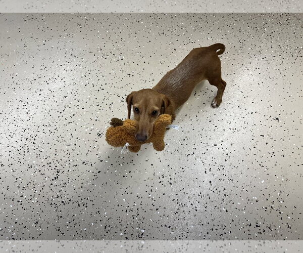 Medium Photo #4 Dachshund Puppy For Sale in York, SC, USA