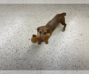 Rhett - Male Dachshund Dog for Adoption - Photo #4