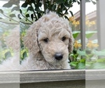 Small Photo #3 Goldendoodle Puppy For Sale in EL MIRAGE, AZ, USA
