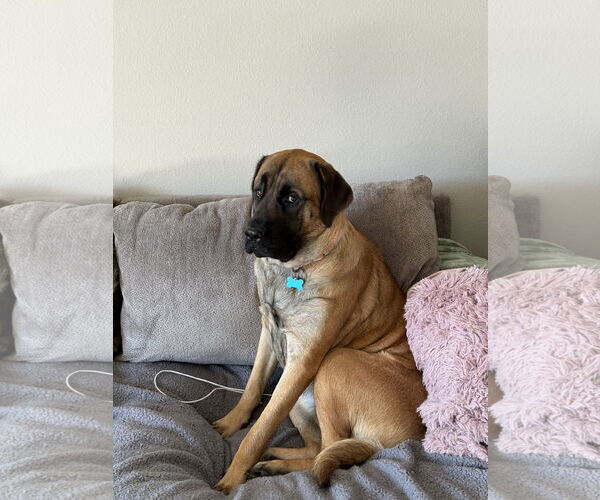 Medium Photo #5 Mastiff Puppy For Sale in Goodyear, AZ, USA