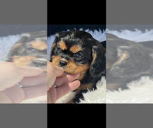 Cavalier King Charles Spaniel Puppy for sale in NILES, MI, USA