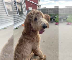 Goldendoodle Puppy for sale in WATERTOWN, NY, USA