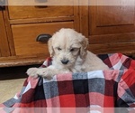 Small Photo #2 Goldendoodle Puppy For Sale in PORT TREVORTON, PA, USA