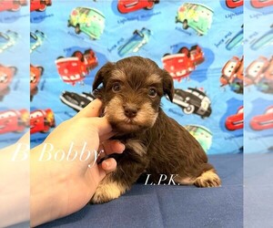 Schnauzer (Miniature) Puppy for Sale in WINNSBORO, Louisiana USA