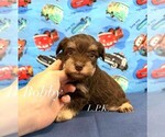 Image preview for Ad Listing. Nickname: Mini Bobby male