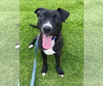 Small #2 Labrador Retriever Mix