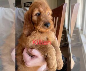 Irish Doodle Puppy for sale in EL PASO, IL, USA