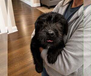 Mutt Dogs for adoption in Shelburne, VT, USA