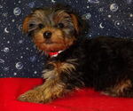 Small Photo #30 Yorkshire Terrier Puppy For Sale in PATERSON, NJ, USA